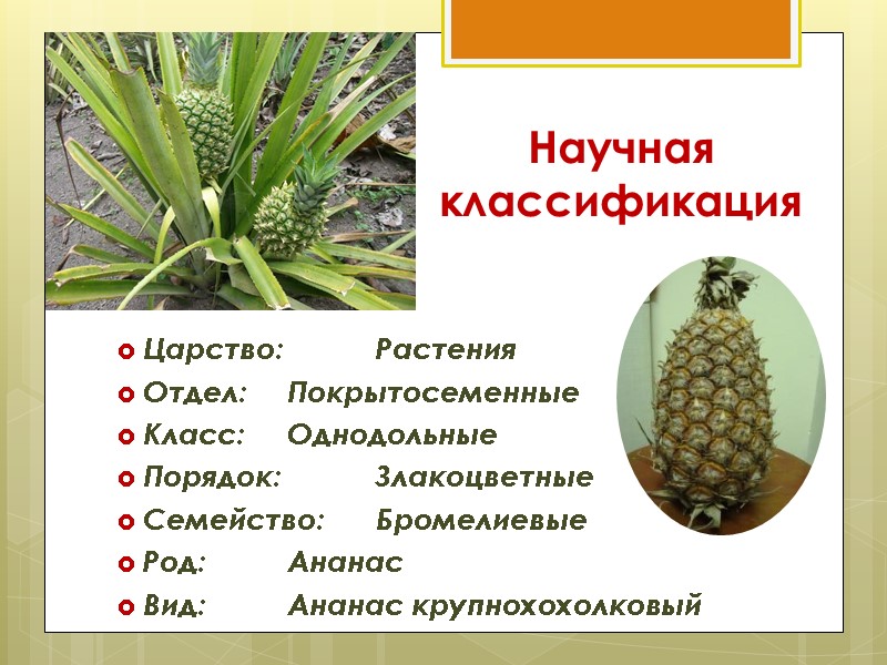 Научная классификация  Царство:  Растения Отдел: Покрытосеменные Класс: Однодольные Порядок:  Злакоцветные Семейство: